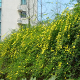 基地出售黃馨 四季常綠 庭院別墅種植觀花植物城市美化工程苗木