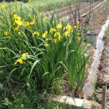 基地出售黃花鳶尾 水生花卉河道治理 凈化水質(zhì) 濕地綠化改造苗