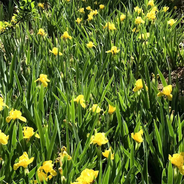 黄花鸢尾