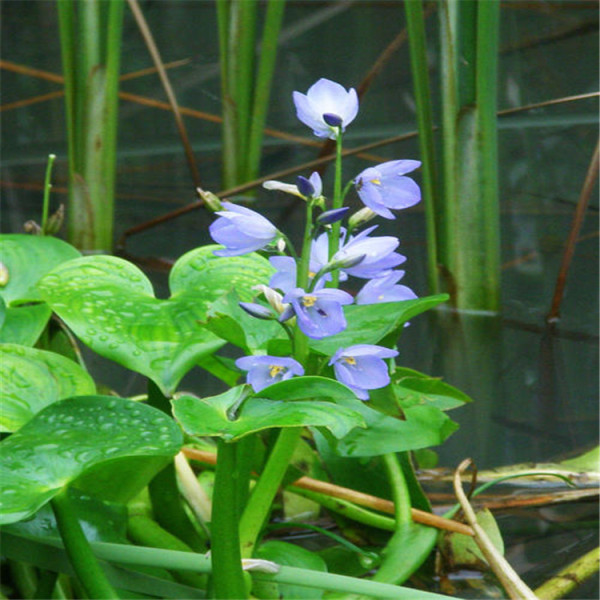 雨久花