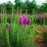 基地出售蛇鞭菊 別墅庭院種植觀賞苗園林景區(qū)花帶地被造景花卉