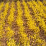 苗圃連翹花苗 庭院觀賞綠化攀緣花卉 地被植物 園林綠化工程苗