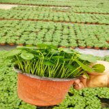 銅錢草綠植盆栽 室內陽臺土培水培綠化小苗 庭院園藝花卉配植