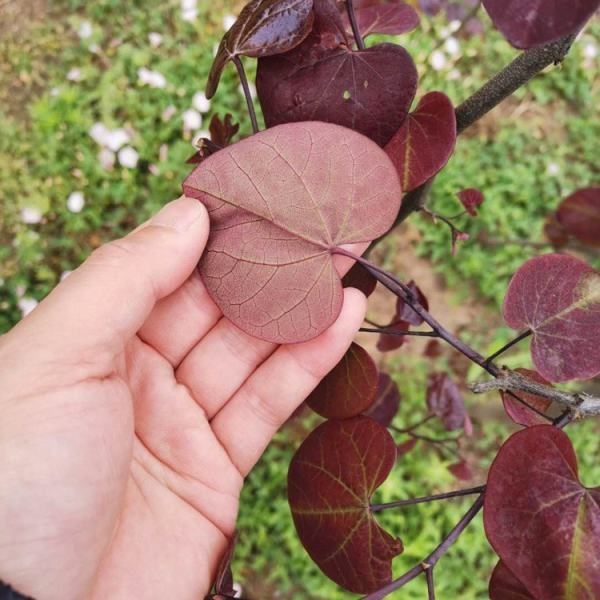 垂枝加拿大紫荆红宝石瀑布价格