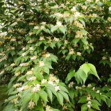 金銀忍冬 公園地被觀葉植物 小區(qū)別墅園林景觀工程綠化花卉 耐寒