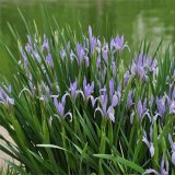 馬藺 宿根花卉公園綠化園林工程用 耐鹽堿地被花卉 固土護坡植物