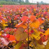 基地出售紅葉楊 道路小區(qū)隔離帶種植風(fēng)景樹園林景區(qū)綠化工程苗