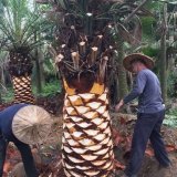 加拿利海棗 海景別墅庭院植物 凈化空氣 美觀熱帶風景樹新品