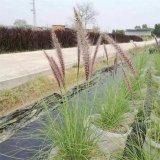 基地供應 羽絨狼尾草 庭院小區(qū)花園觀賞草 池塘河道造景植物