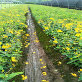 基地供应 金丝梅 室内盆栽观赏植物 园林景区花带丛植花卉