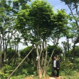 基地出售沙樸樹苗 庭院小區(qū)觀賞植物 園林工程綠化苗木