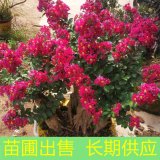 基地出售百麗矮紫薇庭院別墅花壇種觀花植物園林景區(qū)造景工程苗