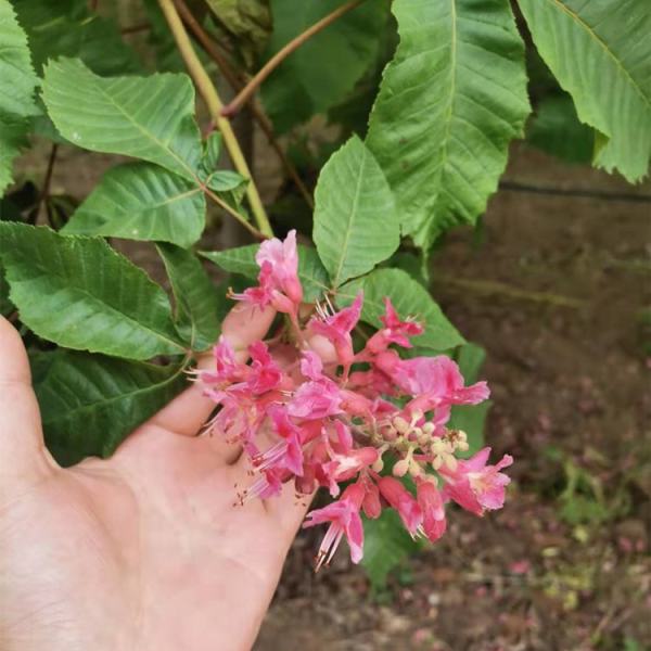 欧洲七叶树红花家园黄花苗圃