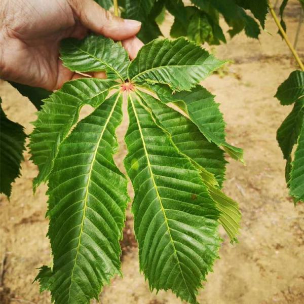 欧洲七叶树红花家园黄花苗圃