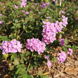 基地出售蔓馬纓丹 紫花馬纓丹 150杯苗 花期長 公園園林觀賞花卉