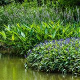 再力花 生态水生植物 净化水质 人工浮岛湿地绿化