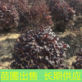 基地出售紫葉風(fēng)箱果 花壇花鏡種植觀賞苗 園林景區(qū)地被綠化造景