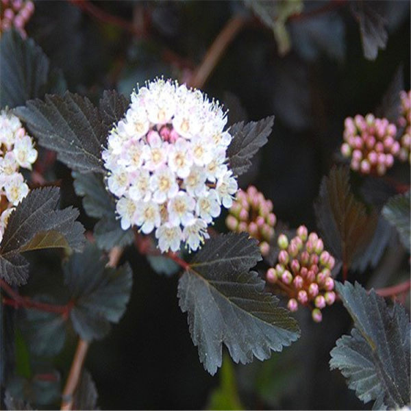 紫叶风箱果价格