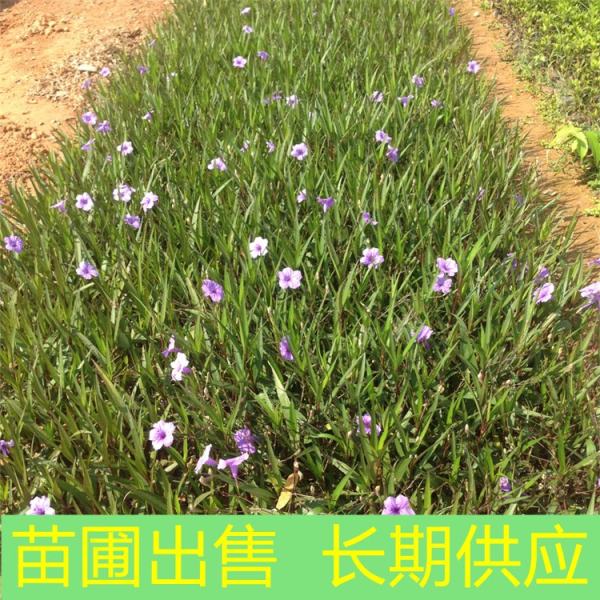 矮生翠芦莉价格