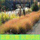 基地出售紅知風(fēng)畫(huà)眉草 多年生草本耐干旱園林景區(qū)地被護(hù)坡造景苗