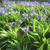 祡花鳶尾花苗 庭院陽臺(tái)室外盆栽觀賞花境花海綠化工程苗