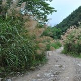 五节芒 水生地被植物 公园池塘湿地水体绿化 园林绿化观赏草