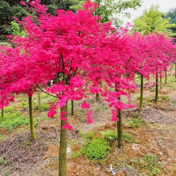 紅大袖紅楓樹