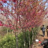 京红早樱 粉红佳人行道小区景点绿化 庭院小区观赏植物