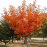 基地出售歐洲紅櫟 規(guī)格齊全園林景區(qū)種植綠化風(fēng)景行道樹(shù)