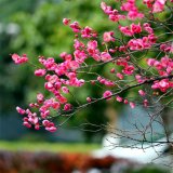 基地出售灑金枝桃樹苗 庭院小區(qū)觀賞植物 園林工程綠化苗木