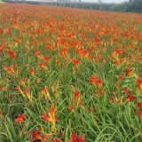 紅花萱草 觀花盆栽小區(qū) 公園造景 美麗新農(nóng)村綠化改造苗