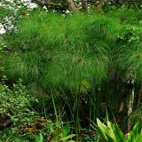 紙莎草 濕地河道公園水體綠化 凈化水質(zhì) 水生植物觀賞草