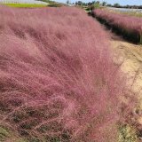 基地出售粉黛亂子草 花壇花鏡觀賞苗園林景區(qū)固土護(hù)坡造景工程苗