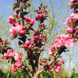 紅巴倫海棠 庭院小區(qū)開花觀賞植物 公園風(fēng)景觀賞苗木