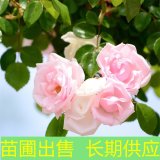 基地出售薔薇 庭院別墅花壇栽植觀花植物 園林景區(qū)花海造景工程苗