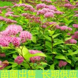 基地出售日本繡線菊 花量大園林景區(qū)地被綠化叢植觀花植物造景苗