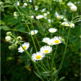 基地出售雏菊公园广场花坛花镜造景苗 园林绿化地被种植工程苗