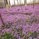 二月蘭 四季花卉 庭院園林別墅小區(qū)綠化工程苗 花壇鑲邊配植