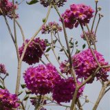 紅花風鈴木 規(guī)格齊全 庭院景區(qū)觀賞性配植 園林公園道路綠化行道樹