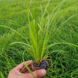 基地出售青绿苔草 道路小区隔离带种植 园林景区护坡绿化工程苗