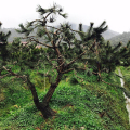 基地出售 造型黑松庭院小區(qū)種植 盆景苗 園林景區(qū)觀賞松