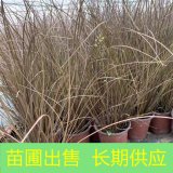 基地出售桔红苔草 多年生草本 园林景区绿化地被护坡工程苗