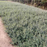 平枝荀子 铺地蜈蚣 花镜地被灌丛半常绿匍匐灌木盆栽