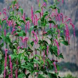 基地供應水生濕地草本植物 水體綠化 凈化水質(zhì) 美化庭園的草本