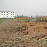 供應(yīng)池杉 街道公園綠化工程池杉大樹 園林綠化水杉樹苗觀賞庭院種植