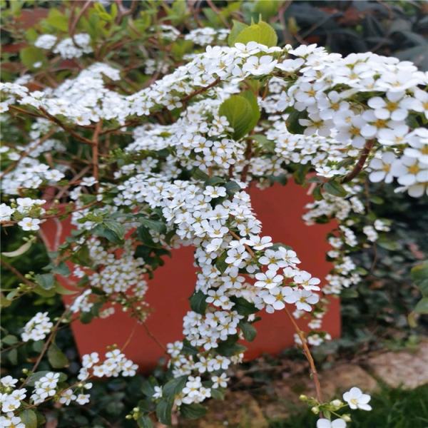 喷雪花苗图片