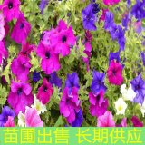 苗圃出售矮牽牛 花壇花鏡觀賞苗 園林綠化花海造景工程苗