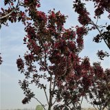 基地出售北美海棠 皇家耐寒耐旱道路公園種植造景工程苗