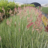 基地出售坡地毛冠草 花坛花镜地被观赏植物 园林道路造景工程用苗