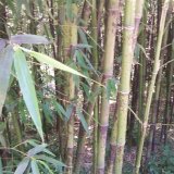 基地供应 湘妃竹 盆栽庭院行道观赏 斑竹 园林小区绿化配植竹苗